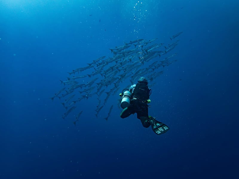 Marine Creatures