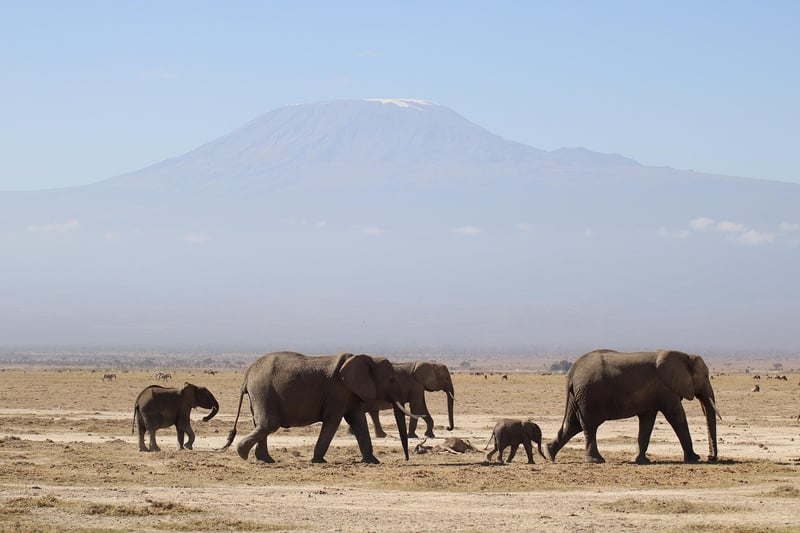 Luxury safari lodge